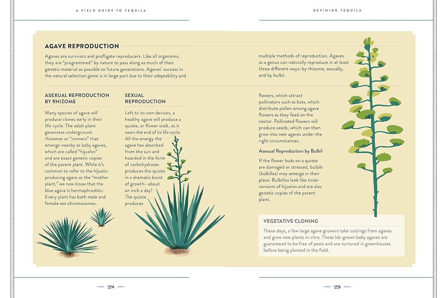 A Field Guide to Tequila (4)