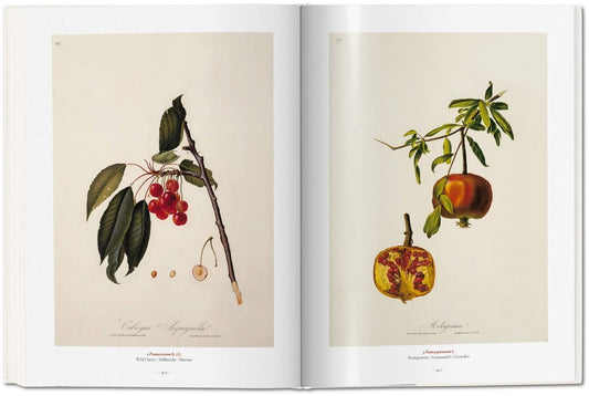 A Garden Eden. Masterpieces of Botanical Illustration (1)