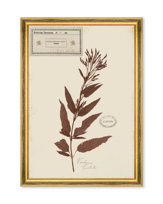 HERBARIUM ALPINIUM X Framed Art_Wall Art_Mindthegap