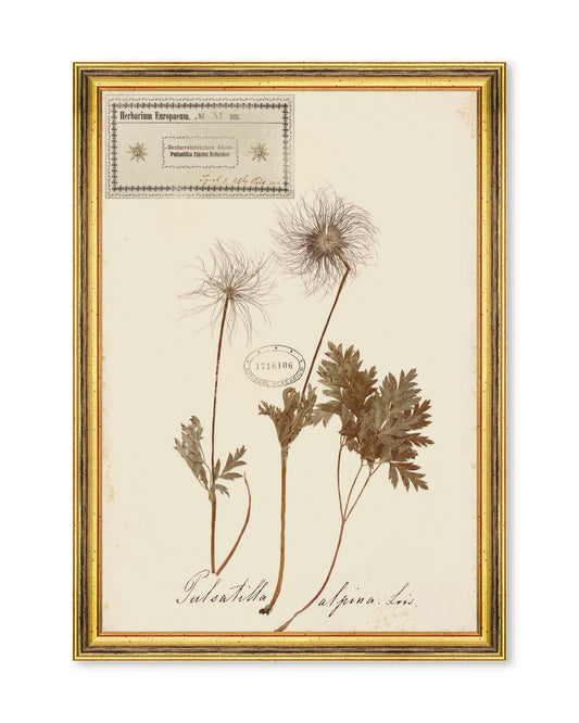 HERBARIUM ALPINIUM XI Framed Art_Wall Art_Mindthegap